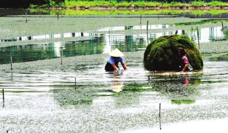 螃蟹養(yǎng)殖的水草栽植技術(shù)