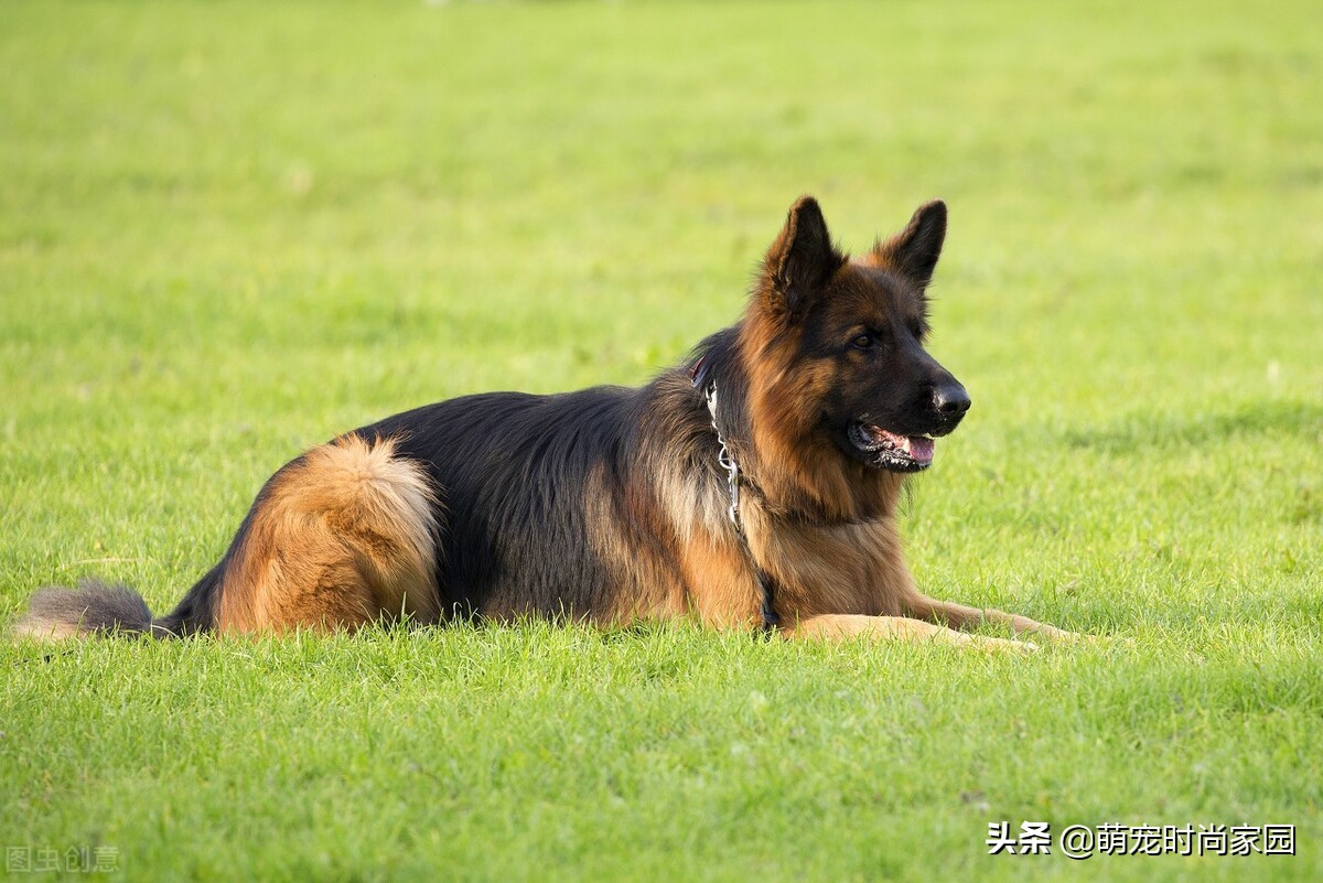 德國牧羊犬多少錢(關於德國牧羊犬多少錢相關內容)