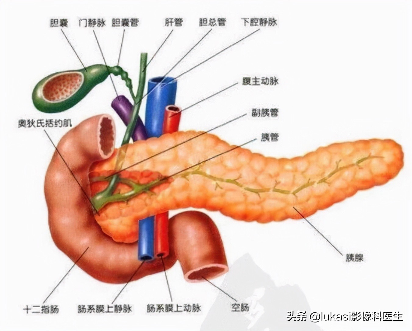 胰腺癌早期筛查难题：为什么它是最难检测和治疗的恶性肿瘤