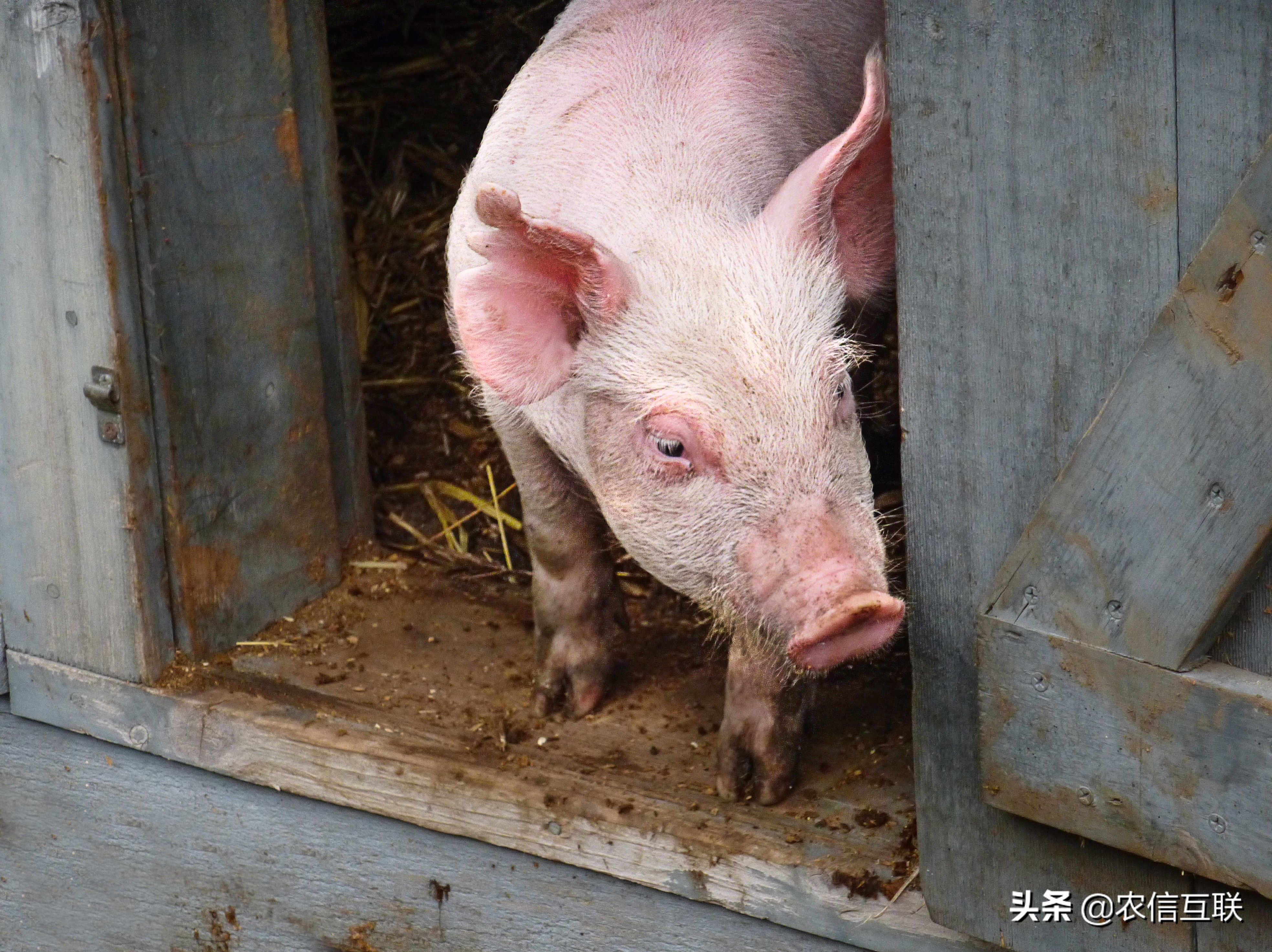 今日猪价行情（猪价频频变脸，走势成迷！官方发布预警公告）