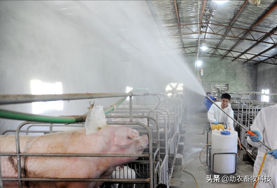 猪场臭味氨气简单的解决方案，不投入设施还能够降本增效