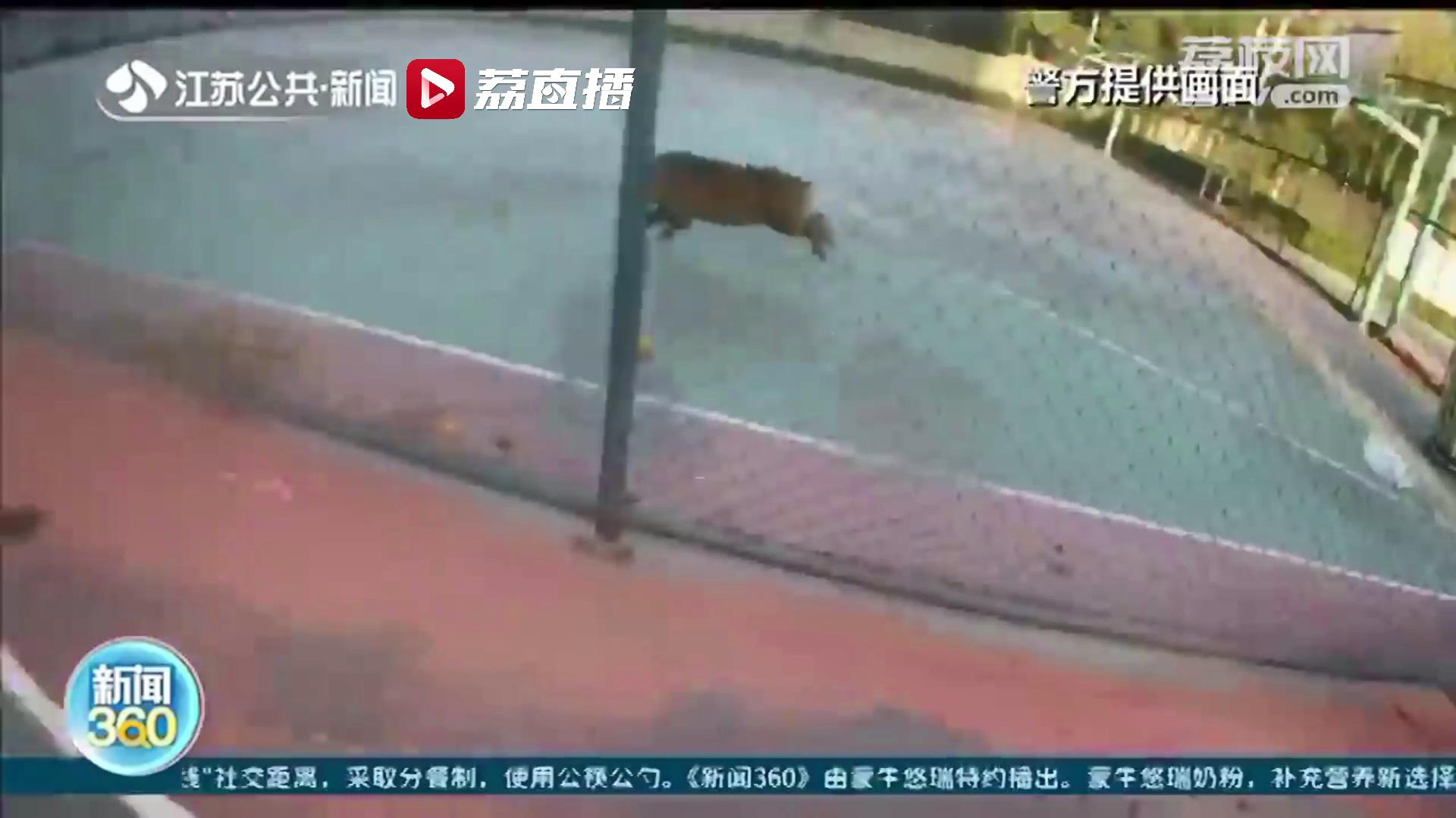危险！野猪再现南京市区 这次跑进了小学校园内