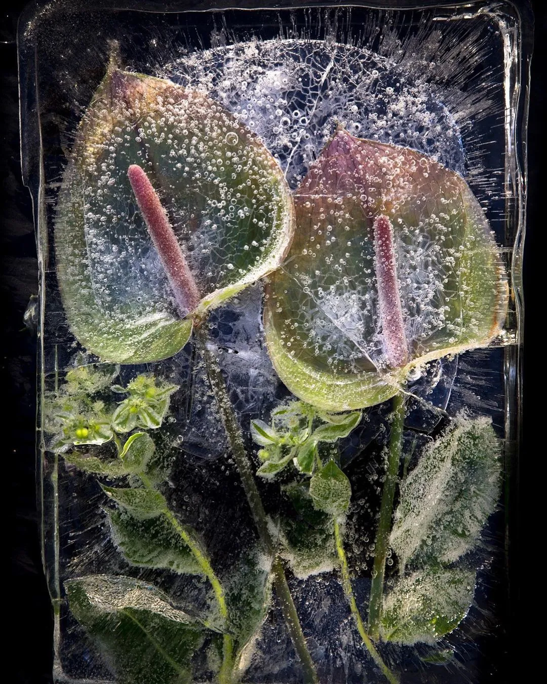 冰冻的鲜花,是花艺师对生命的反哺