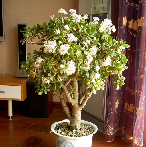 4種“觀葉花”，葉片四季常綠，它們開花非常美，見過的很少