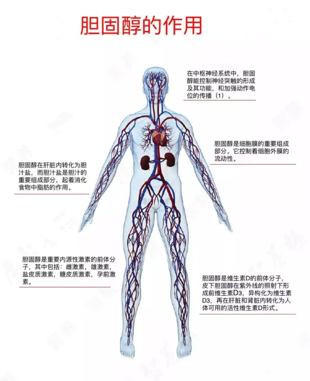 吃蛋黄？不吃蛋黄？这是个问题