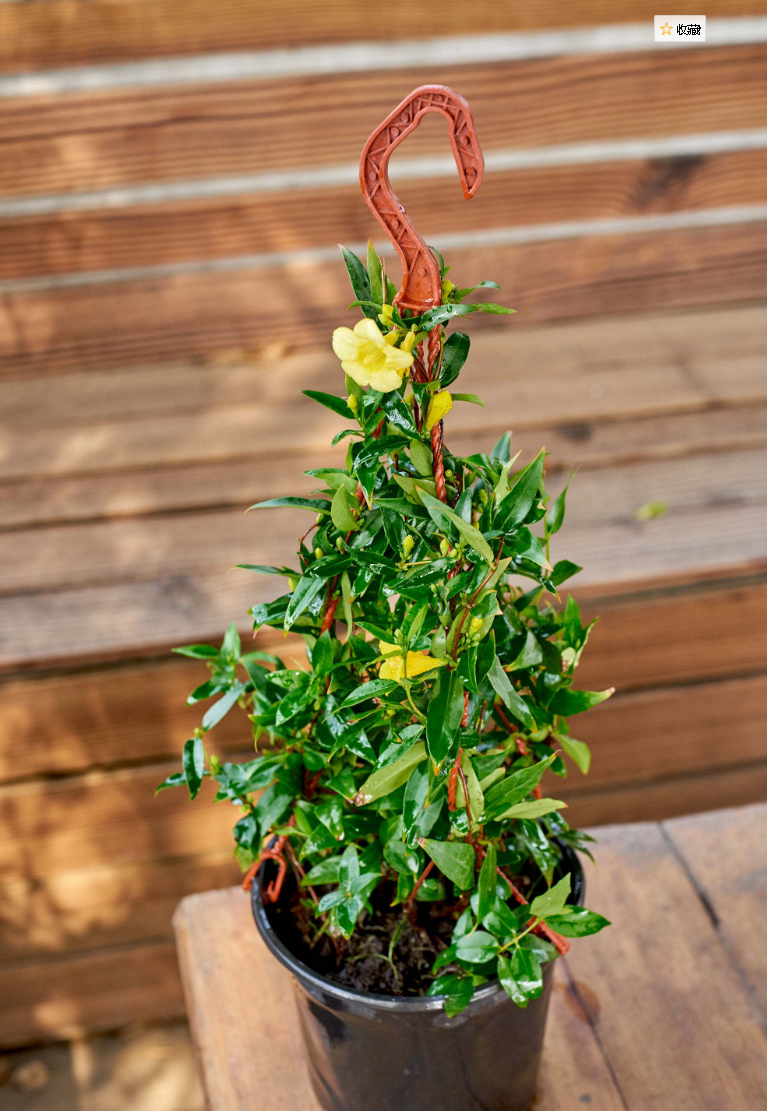 法国香水藤是一种开黄色花朵的植物,并且它天生会爬藤,爬藤速度很快