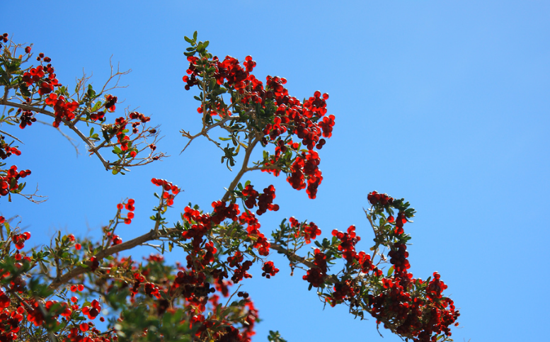 1,酸枣树,茎上多刺;泛指有刺的苗木:荆棘.棘手(喻事情难办).棘刺.