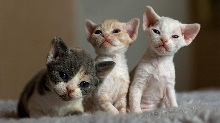 六个品种的英伦猫，哪只最戳中你的萌点？