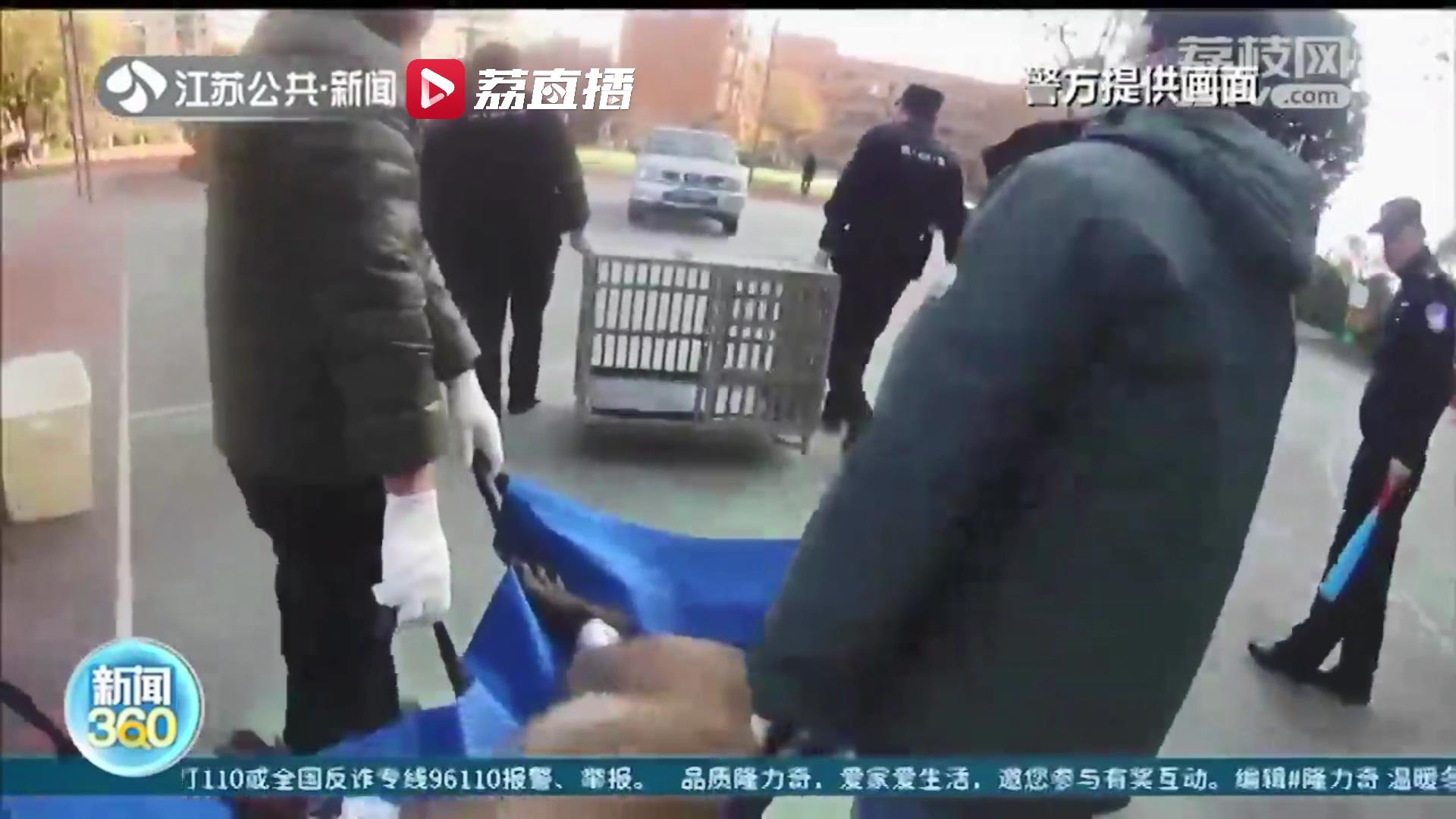 危险！野猪再现南京市区 这次跑进了小学校园内