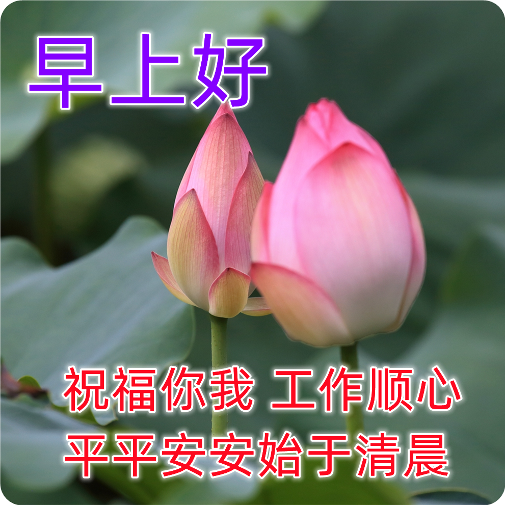 周末最漂亮早安问候祝福图片唯美温馨带字,清晨早安问候祝福语最新