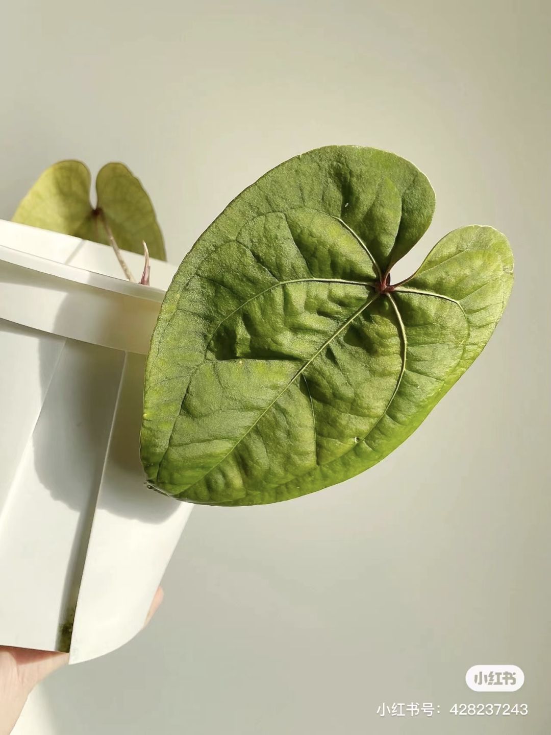 潮流圈开始“炒”植物了？花盆竟高达三四万