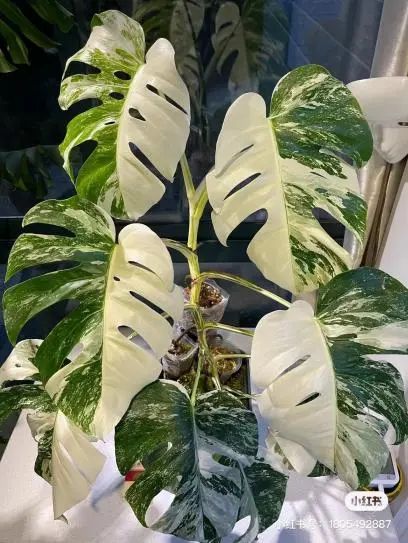 潮流圈开始“炒”植物了？花盆竟高达三四万