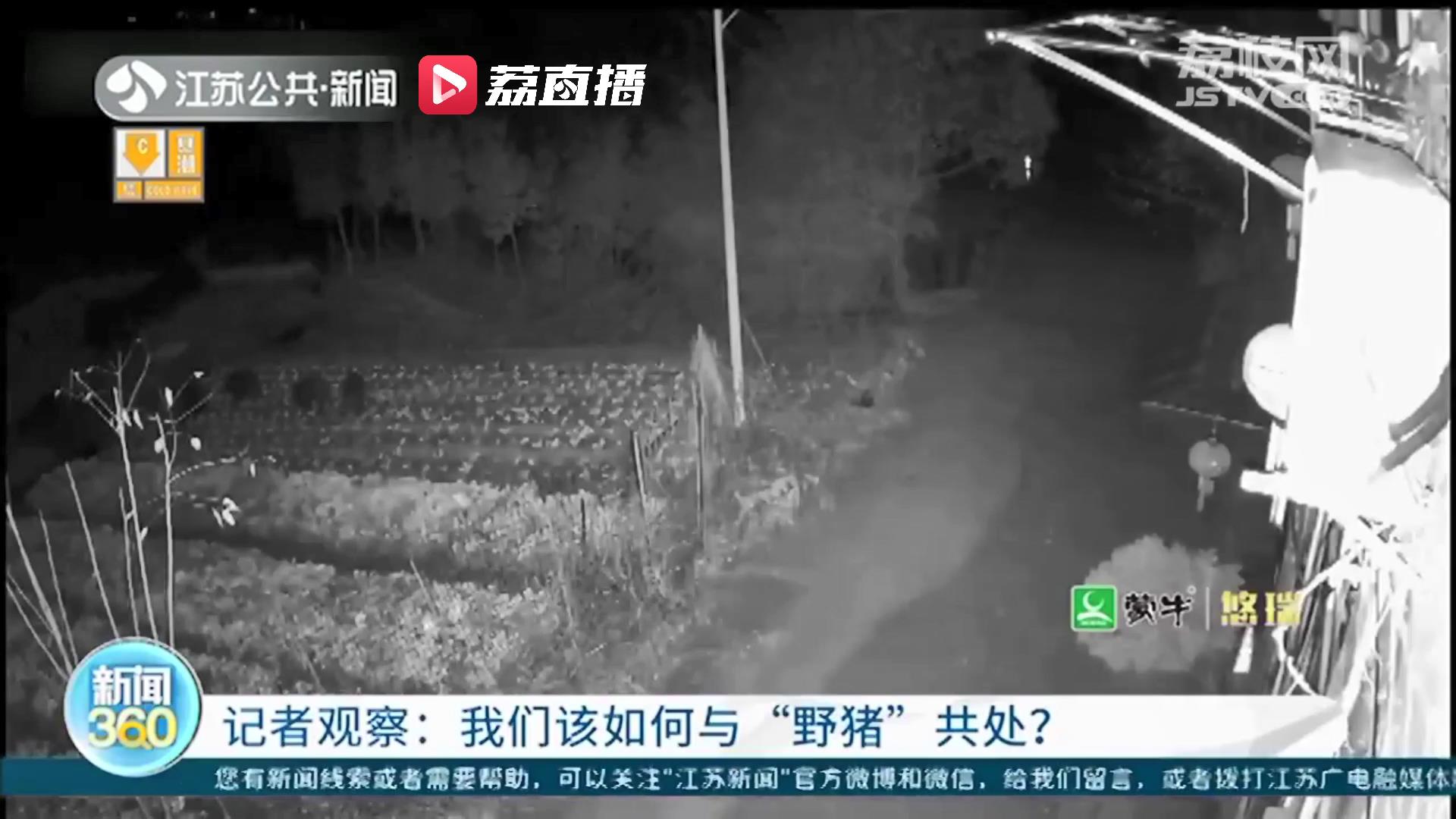 野猪下山袭扰不断 南京布置142台红外相机追踪监测与预警