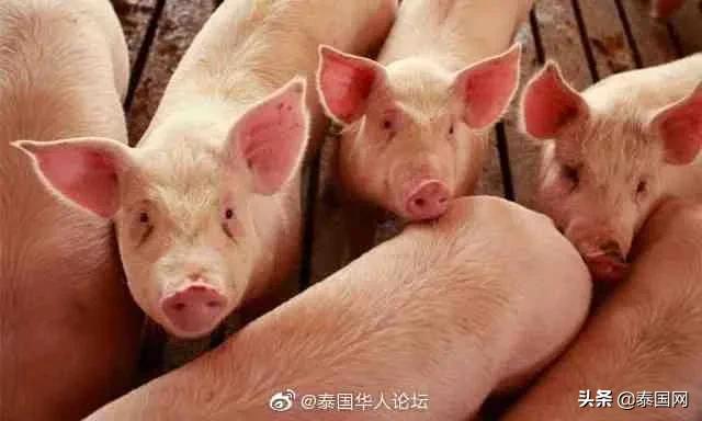 泰国网传政府瞒报猪瘟疫情(塔纳功辟谣)