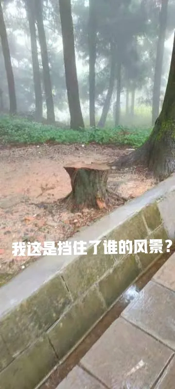 张家界国家森林公园的原始森林大批古树被砍伐