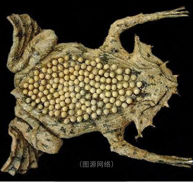 你有密集恐惧症吗？7张图测试一下，看看你能坚持到第几个