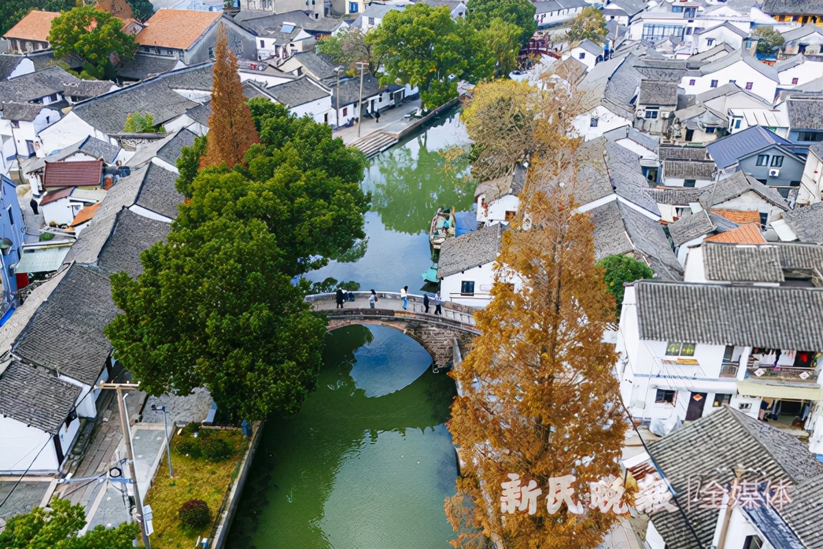 寻宋江南｜青浦金泽：在700岁古银杏树下探寻“不断云”