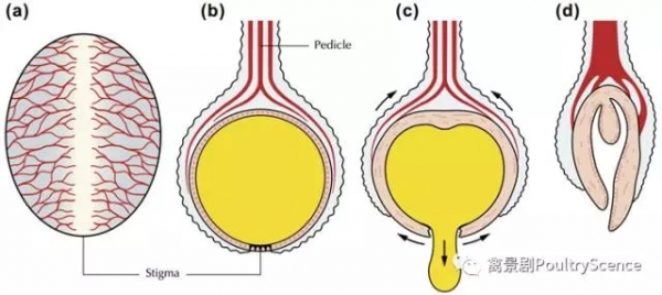 四川农业大学：蛋鸡产蛋，有望助力研究卵巢癌