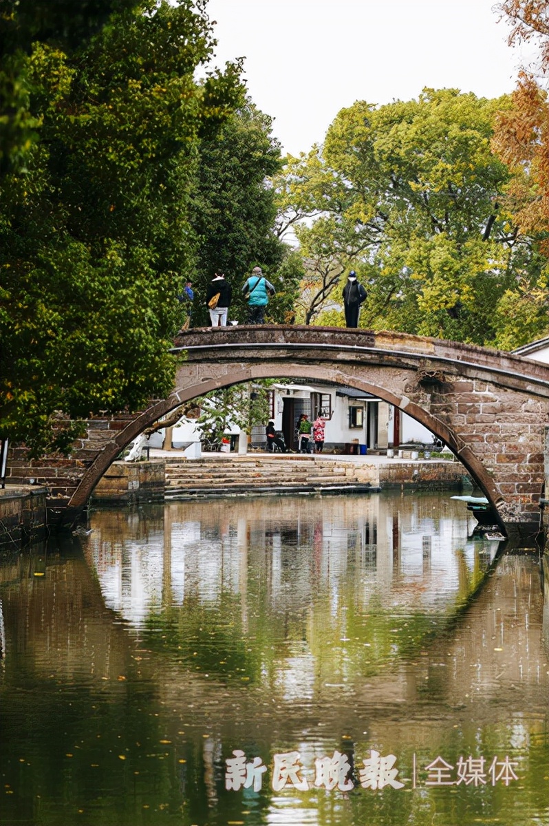 寻宋江南｜青浦金泽：在700岁古银杏树下探寻“不断云”