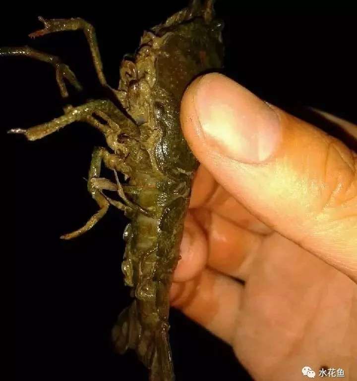 养殖小龙虾的十四种常见疾病及其防治方法