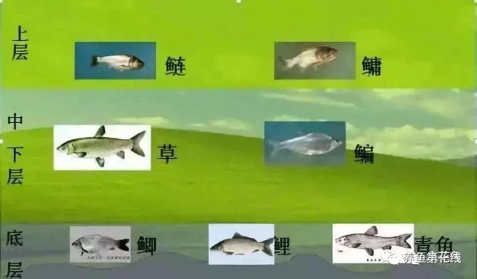 鱼类混养升级版80∶20池塘养殖模式——80%的主养鱼，20% 的搭配鱼