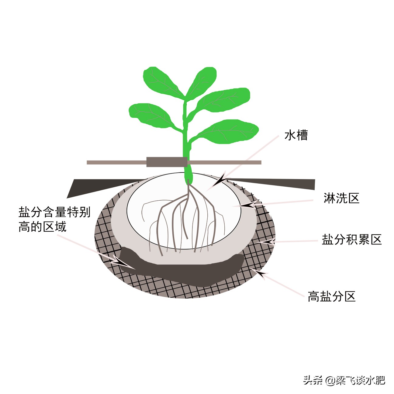 为什么盐碱地条件下，滴灌棉田遇到较大降雨会出现死苗的情况？