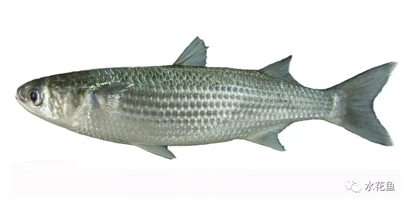 水生动物图文欣赏(5)——四大主要食性鱼类与五小类食性鱼类