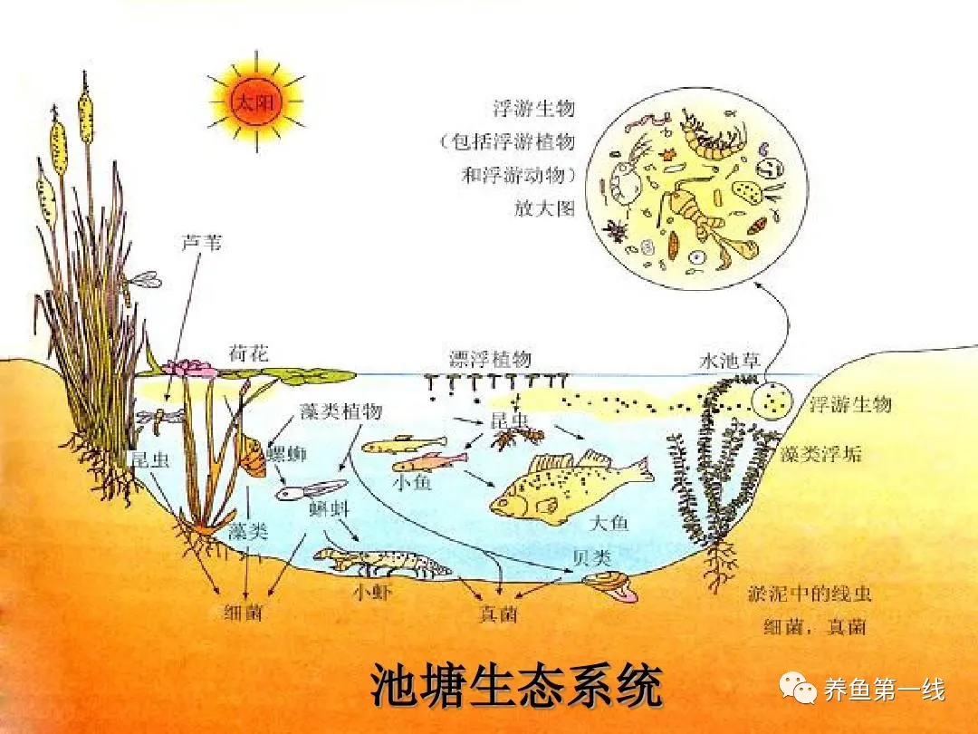 水生浮游生物(浮游植物和浮游动物)对鱼类和水环境的作用与影响