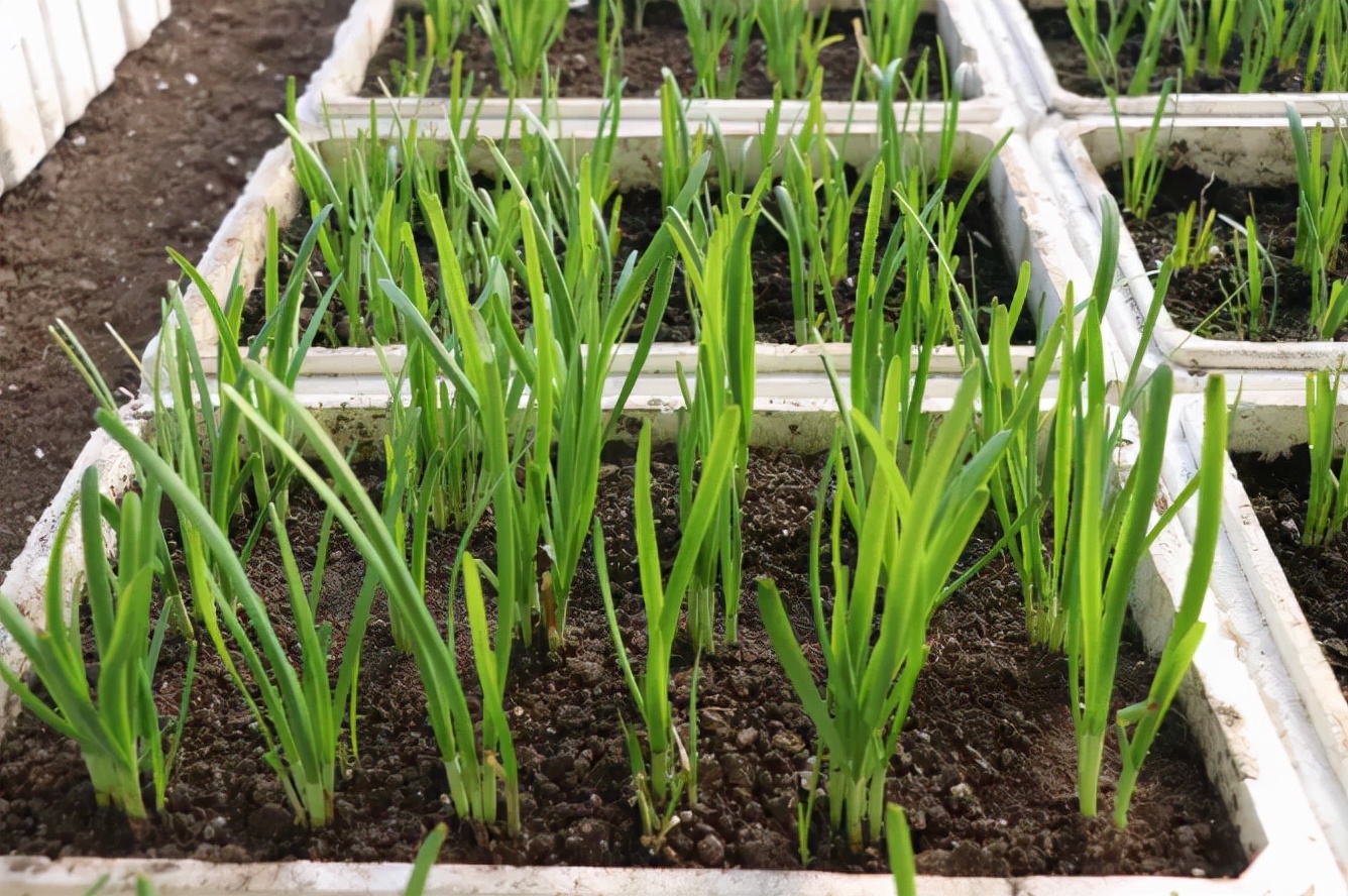 1000盆山东韭菜助西安逆行者过个温馨年丝路少年在行动