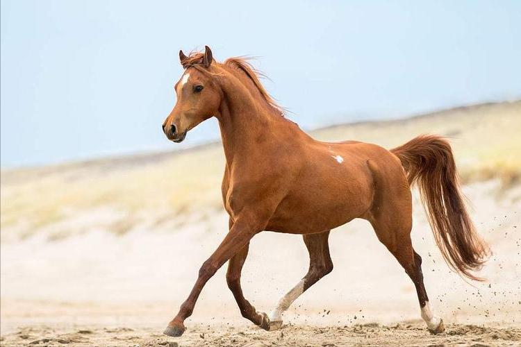 全球最贵的6种马:汗血宝马未能入榜,纯血马位居榜首?