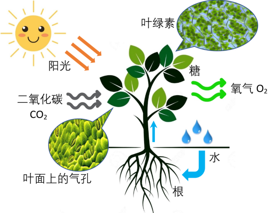 �ж�ŵ�������ֵ�����������̷��䡱��ֳ���п��ܳ�Ϊ����ڿƼ�