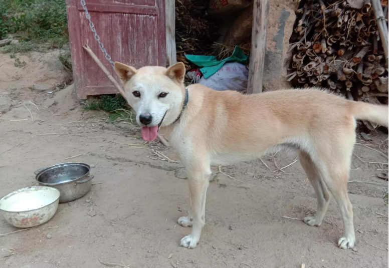 这几种狗，简直是为护主而生，个个忠心耿耿