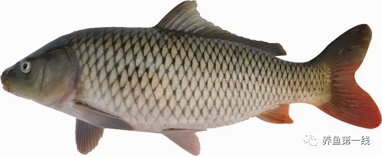 水生动物图文欣赏(5)——四大主要食性鱼类与五小类食性鱼类