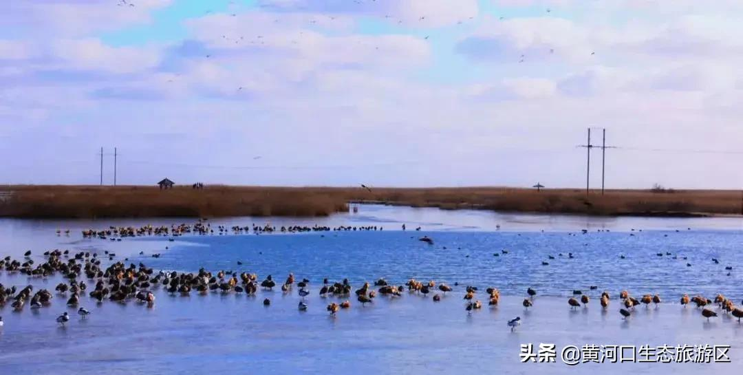 【黄河口生态旅游区】岁末大寒至 静候春归来