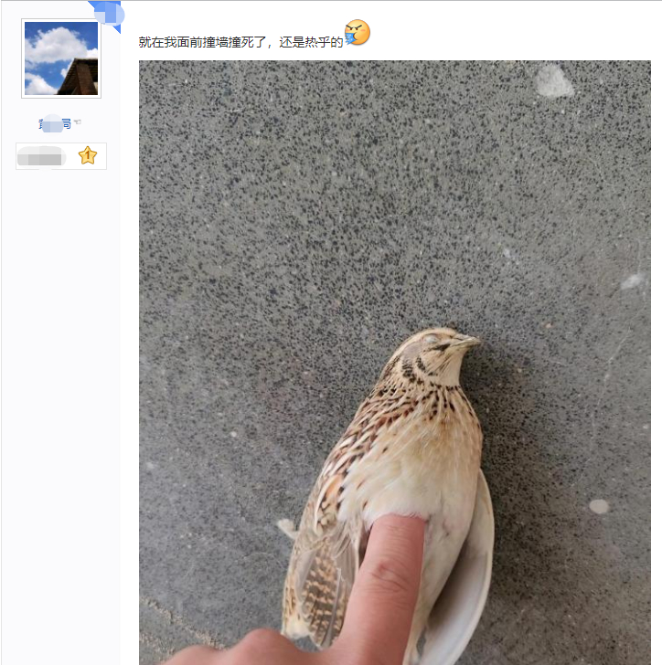 鸲鸟识别指南：路上常见鸟类捡拾攻略