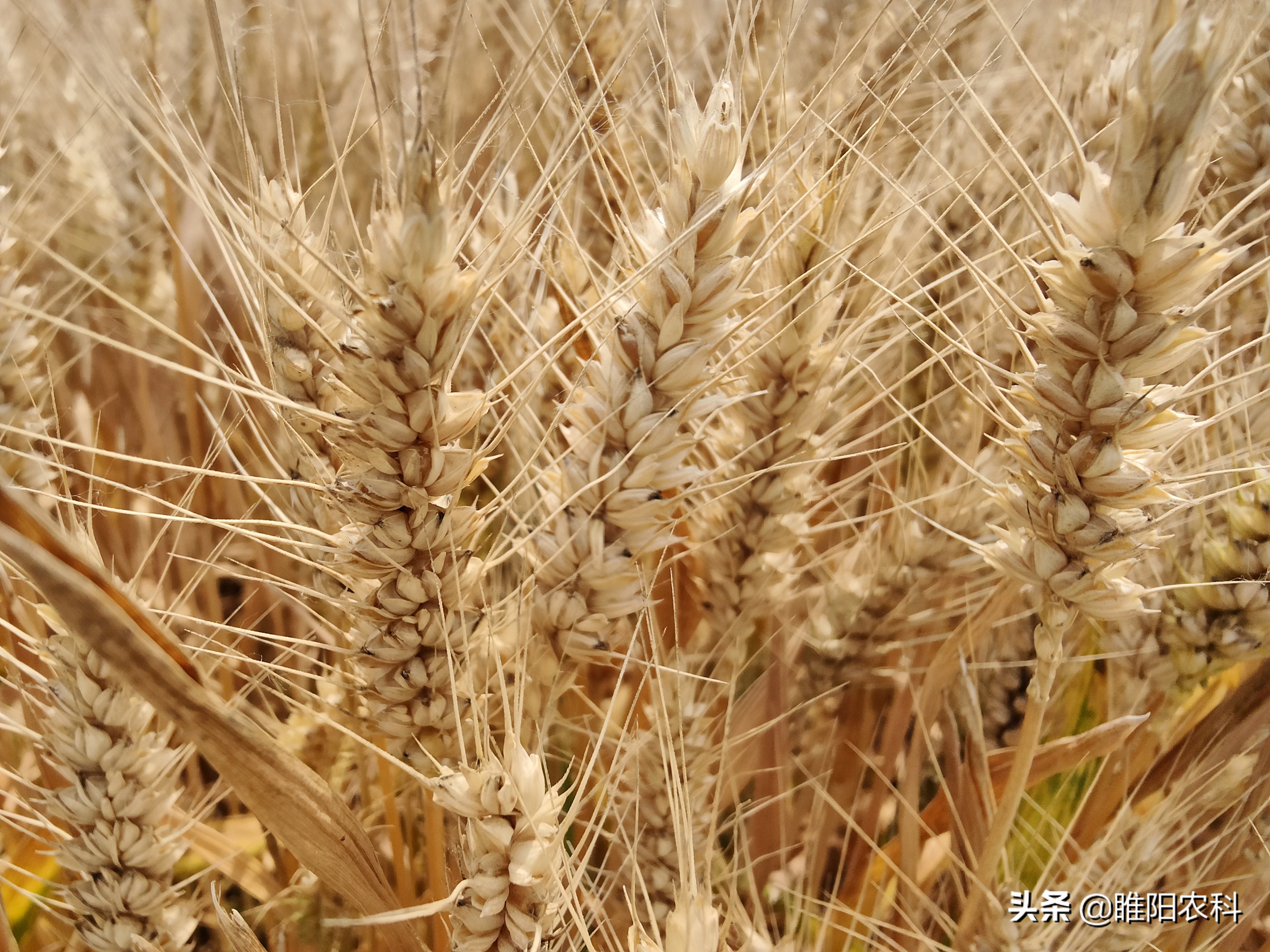 亩产达1643斤,这个小麦新品种,免疫条锈病和白粉病