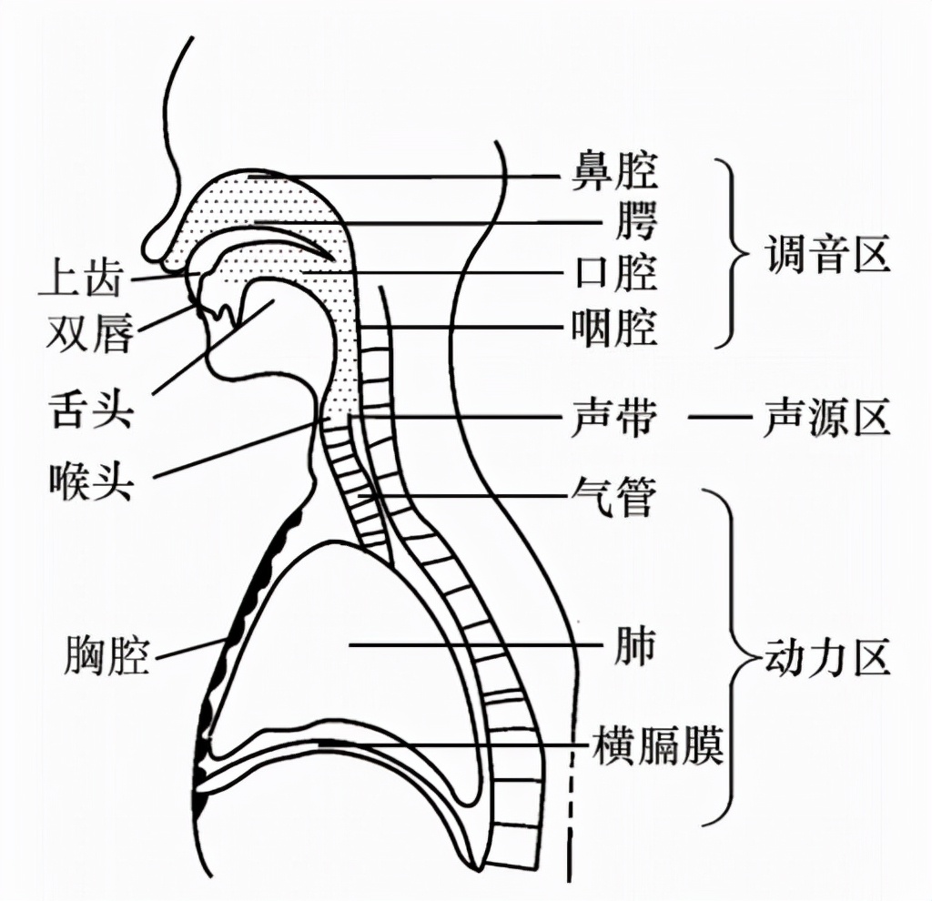 喉头在哪个位置图片图片