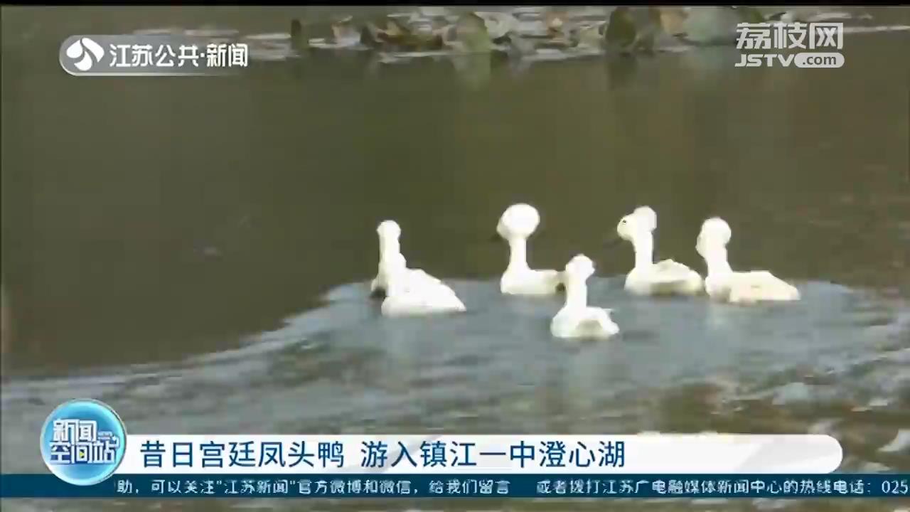 快看！“宫廷鸭”——乌嘴凤头白鸭畅游镇江一中学湖面