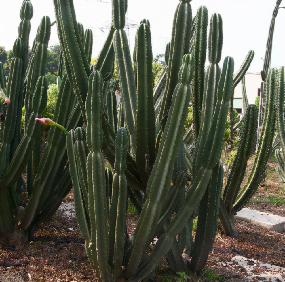 不喜歡小型花草，那就養9種“大盆花”，名字霸氣，好養寓意好