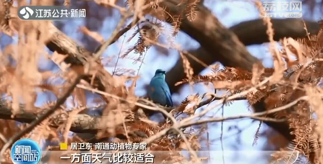 高颜值“蓝精灵”鸟旅行到江苏 在南通呆了一星期都没走