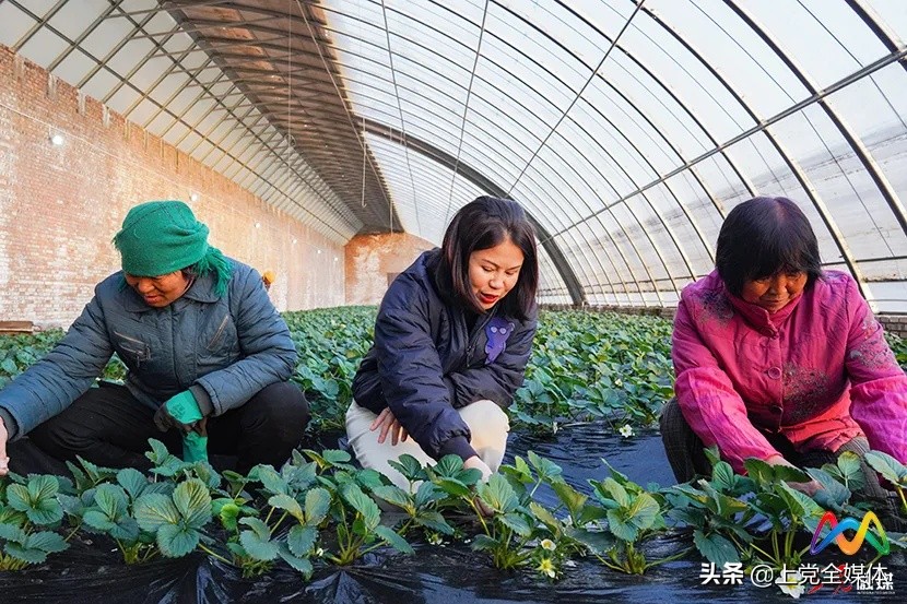 委员风采丨铿锵玫瑰的“中医药大健康产业梦”
