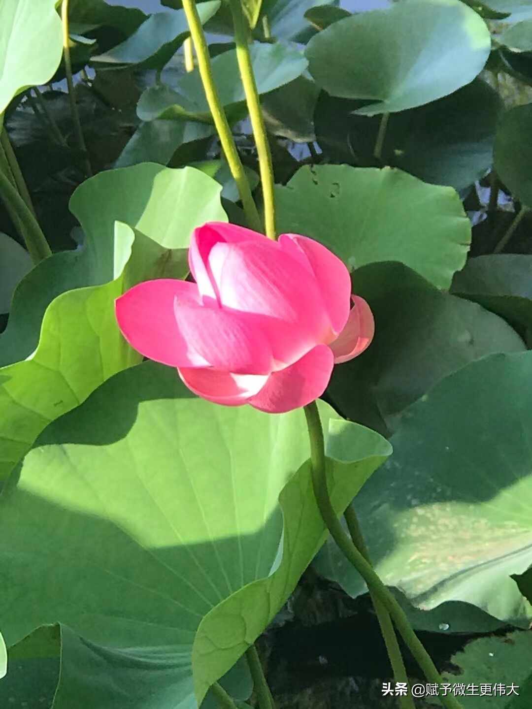 又作田——悄无声息抚心弦