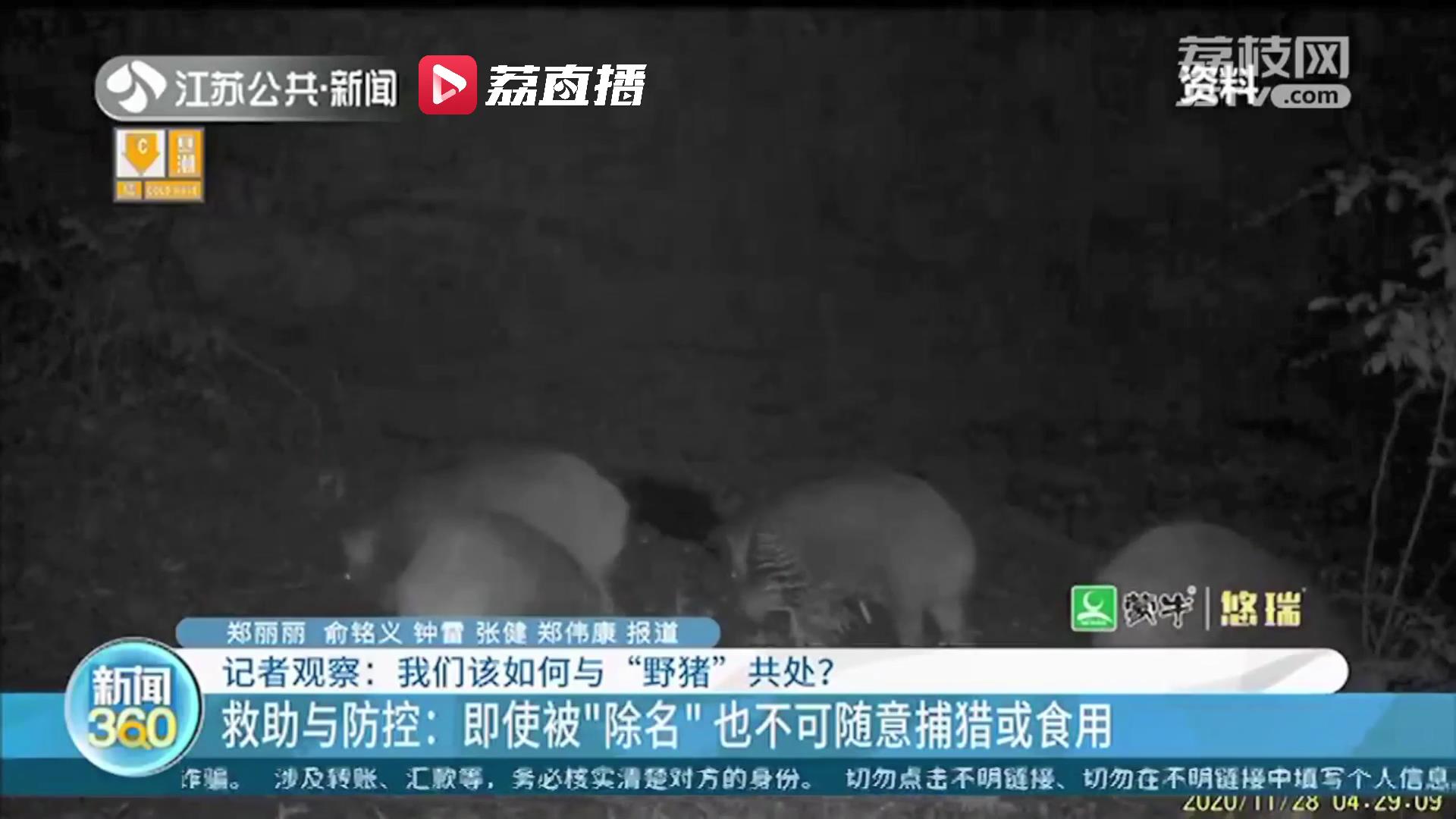 野猪下山袭扰不断 南京布置142台红外相机追踪监测与预警