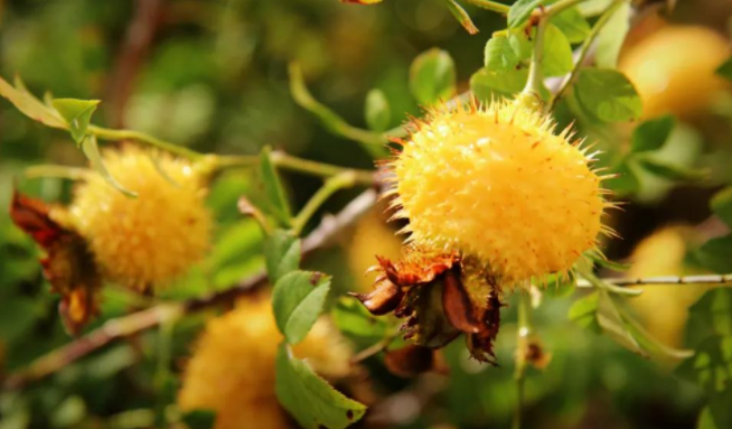贵州刺梨—水果界的“软黄金”富含维C为人体添动力