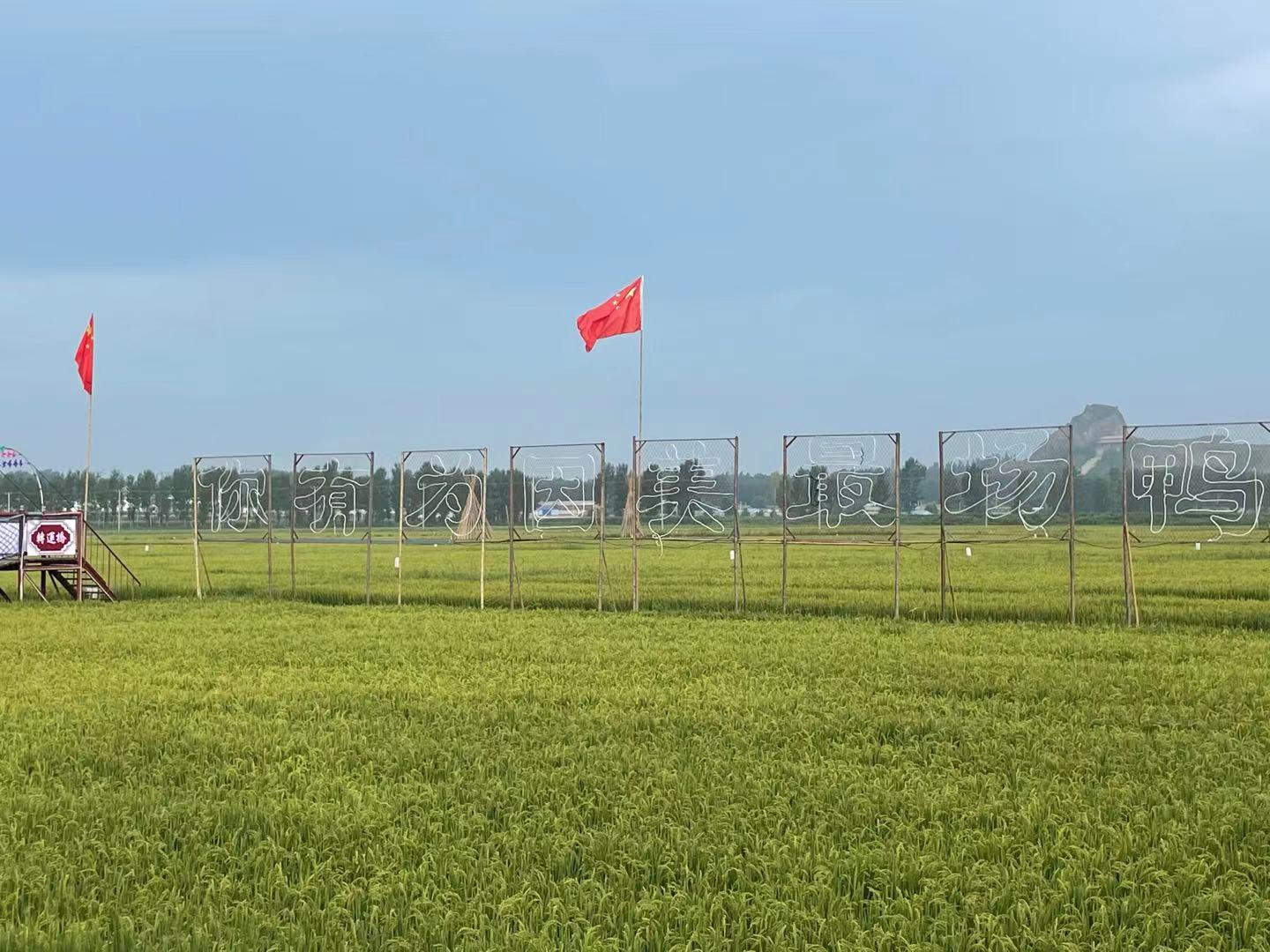 美味稻田米 美丽稻田景——吉林省国营双山鸭场