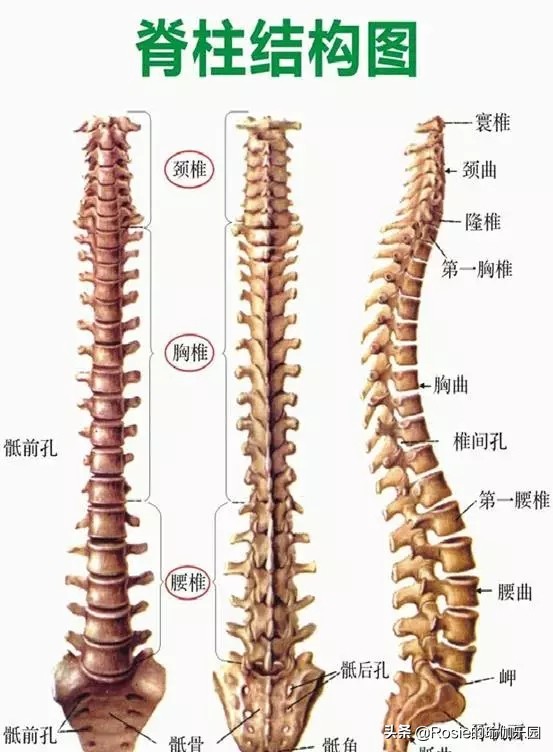高圆圆复出身材完美，久坐身体僵硬赘肉堆积，4步灵活脊柱逆生长
