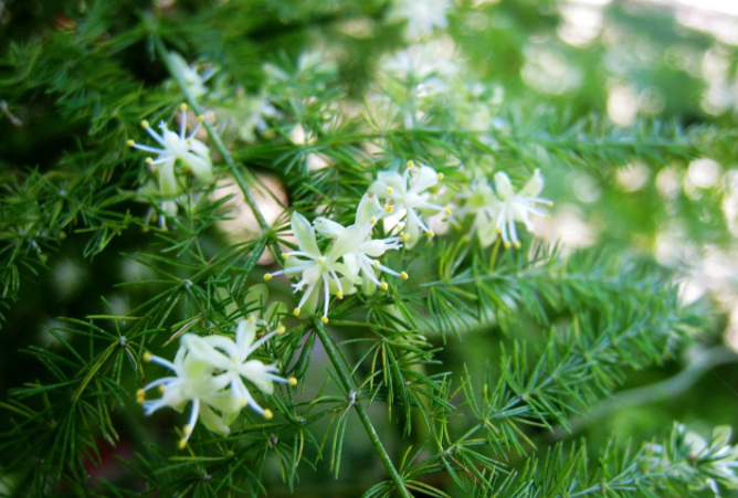 4種“觀葉花”，葉片四季常綠，它們開花非常美，見過的很少