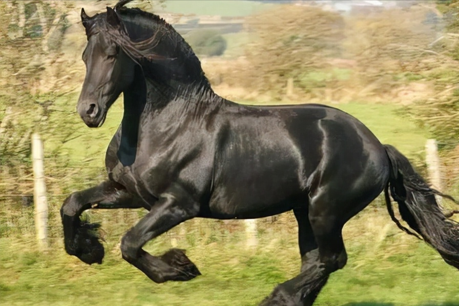 全球最贵的6种马:汗血宝马未能入榜,纯血马位居榜首?