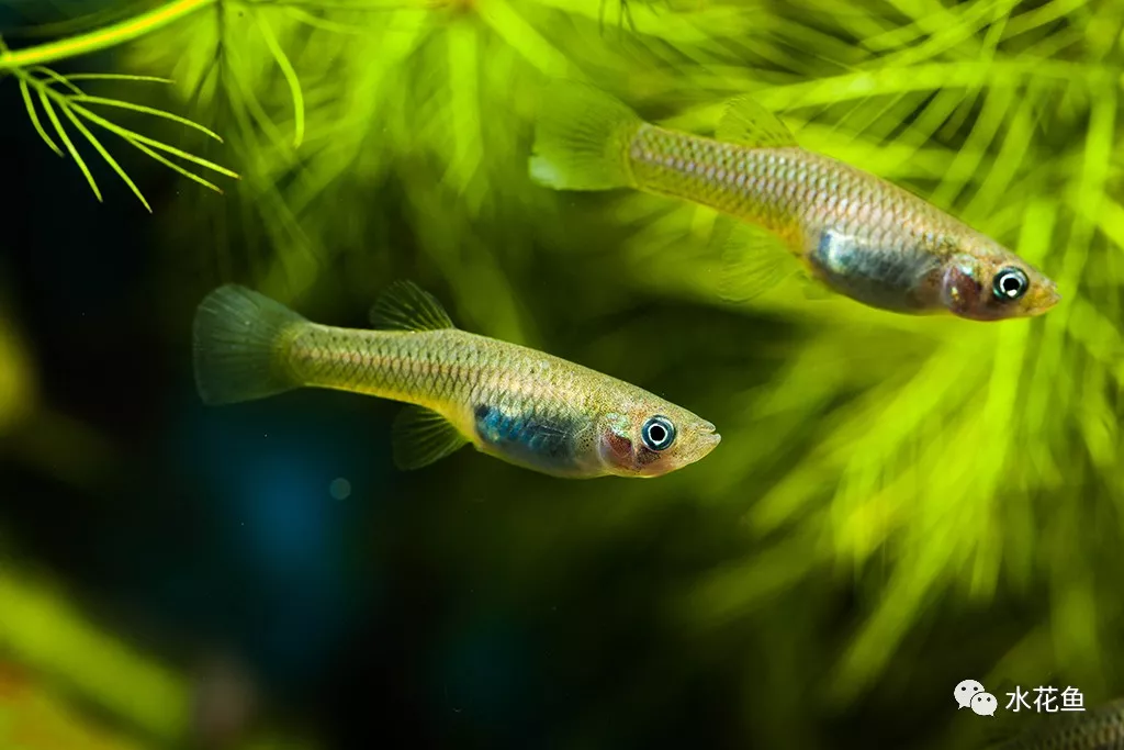 池塘水环境因素中光辐射的形成规律与水生生物的关系