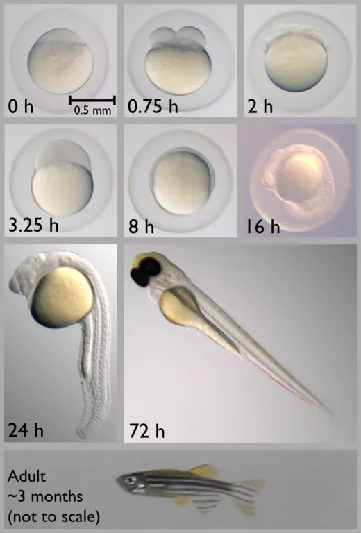 认识水产界最热门的11种(类)研究物种